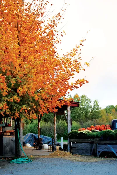 Shelburne Orchards - CHARLOTTE SCOTT