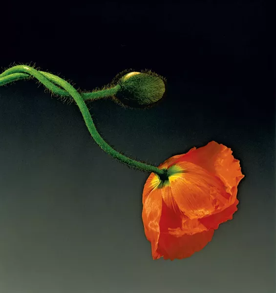 "Poppy," 1988