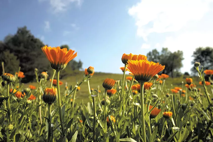 Calendula - COURTESY OF MISHA M. JOHNSON