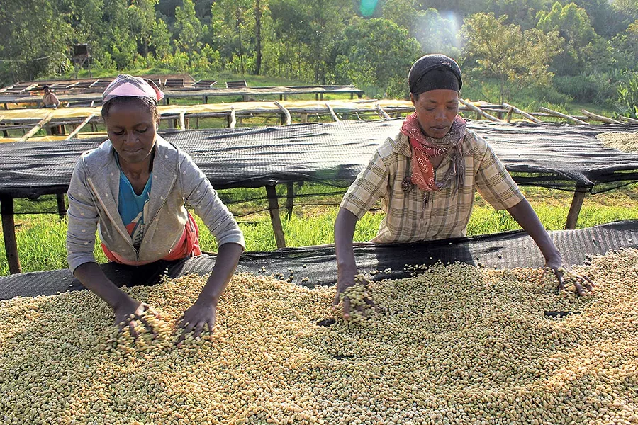 Coffee workers - COURTESY OF GROUNDS FOR HEALTH | © ADAM PESCE