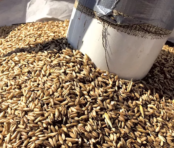 Vermont-grown oats - COURTESY OF ROGERS FARMSTEAD