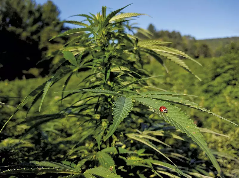Hemp growing at Green Mountain CBD - COURTESY OF GREEN MOUNTAIN CBD
