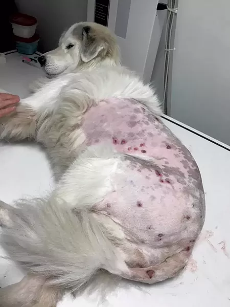 At the veterinarian's office