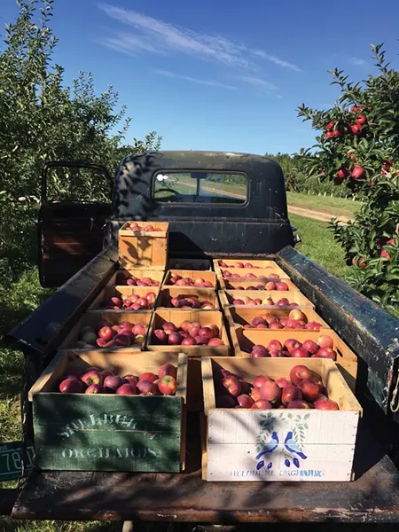 COURTESY OF SHELBURNE ORCHARDS