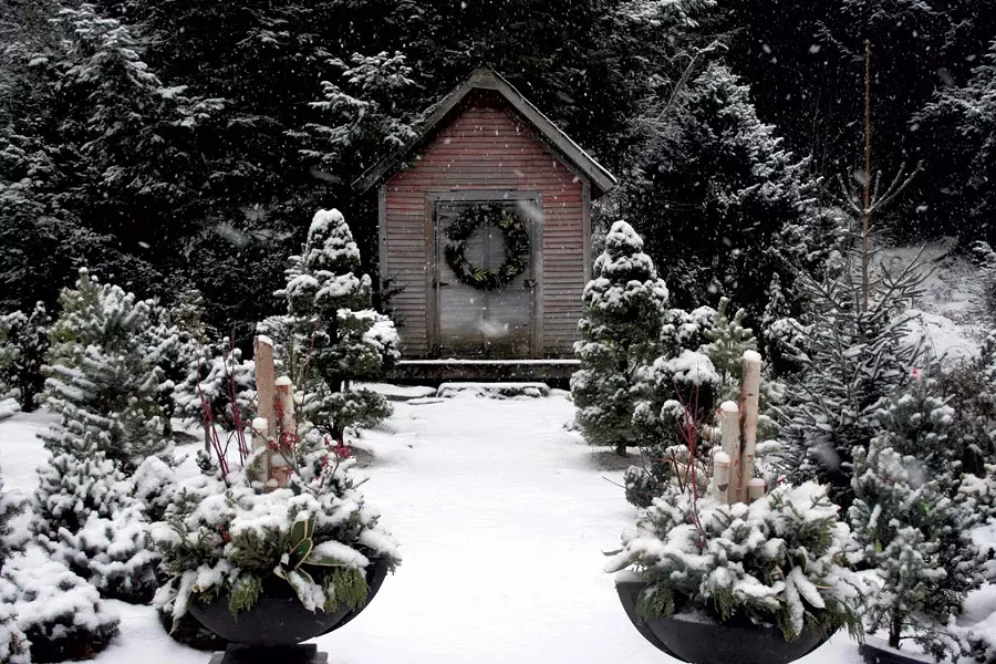A mix of conifers at Rocky Dale Gardens in Bristol - COURTESY OF ROCKY DALE GARDENS