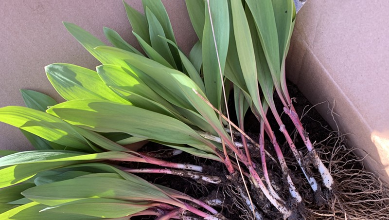 Ramps (Allium tricoccum) harvested in late April (not be used for ID purposes)