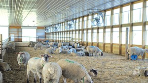 Sheep in one of the barns at the Binding Site's farm in Benson
