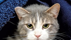 Mr. Particular at the Chittenden County Humane Society