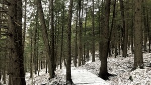 The woods along the Norch Branch Trails