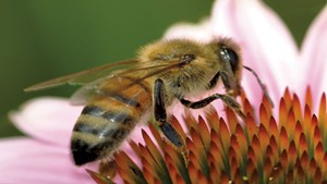 Planning a Garden? Think Pollinators, Not Just Pretty Flowers