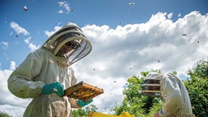 Romy and Andrew Munkres of Lemon Fair Honeyworks searching for queen bees