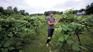 Stephen Wilson inspecting grapes in a Hinesburg vineyard