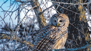 A barred owl at Shelburne Farms
