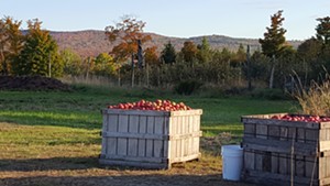 Apple harvest at Eden Specialty Ciders' orchard in Charleston, Vermont
