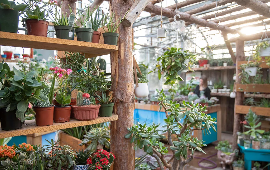 Bye Bye Winter Blahs Hello Healthy Houseplants Paid Post