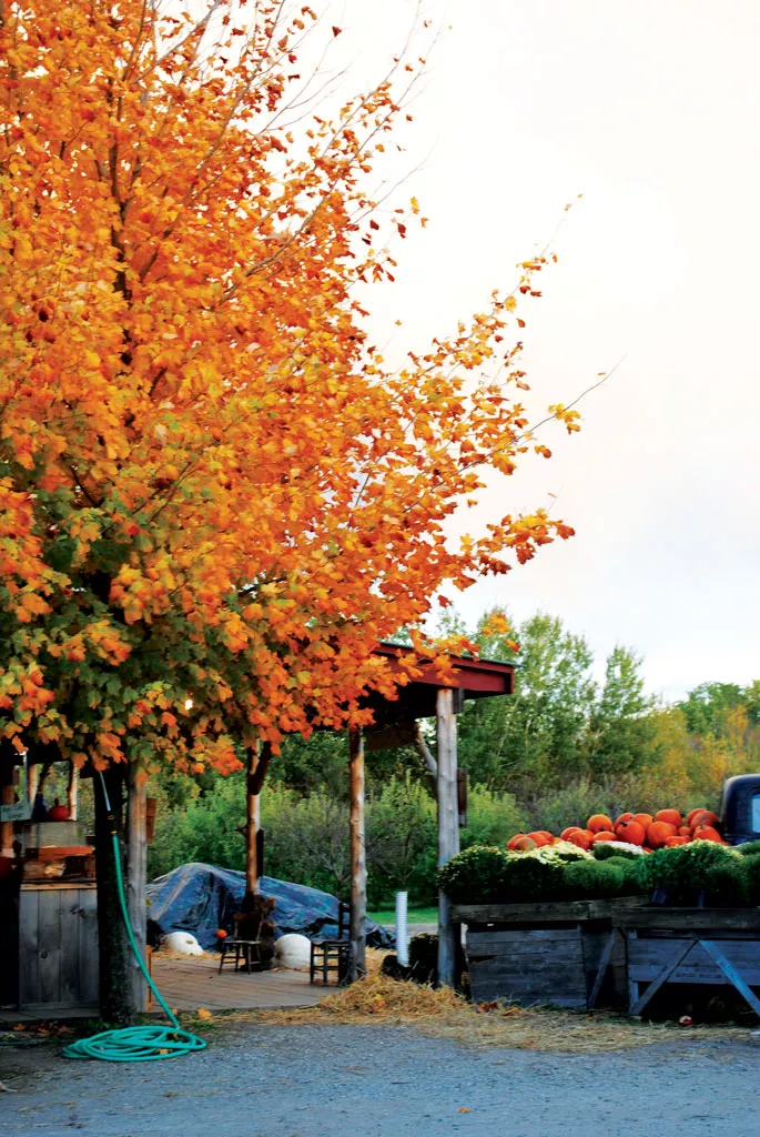 Scenic Route Hit the Road for Fall Foliage BTV Magazine