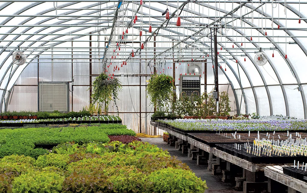 Red Wagon Plants Primer On Starting Seeds At Home Food Drink Click To Enlarge Greenhouse At Red Wagon Plants Hannah Palmer Egan