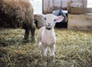 Local Farms Welcome Cute Lambs, Calves, Chicks