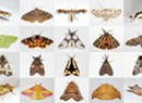 The Many-Splendored Moths of Montpelier