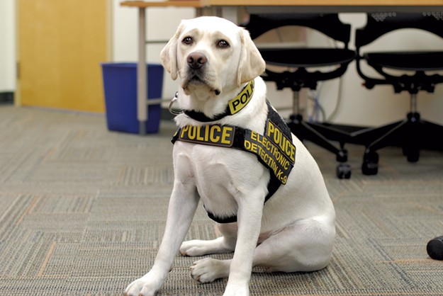 Homemade Dog Porn Lab - Police Dog Mojo Sniffs Out Hidden Electronic Devices â€” and ...