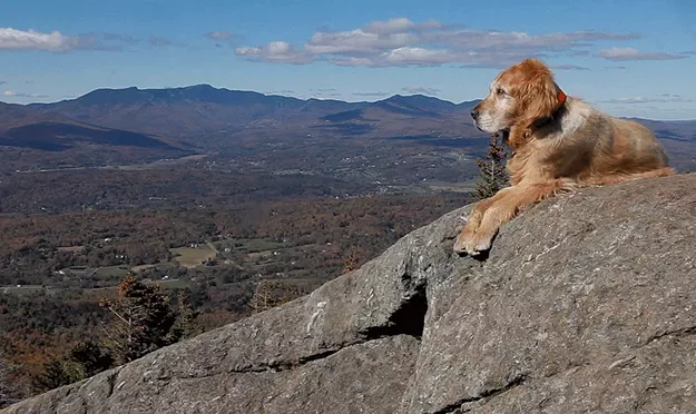 Remembering Five Famous Local Animals We Lost in 2020 - Vimarsana News