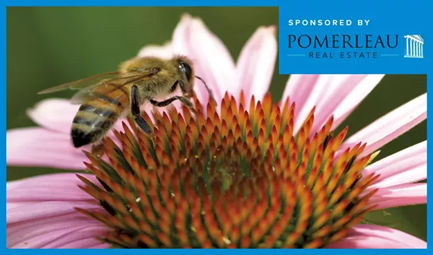 Planning a Garden? Think Pollinators, Not Just Pretty Flowers - Vimarsana News
