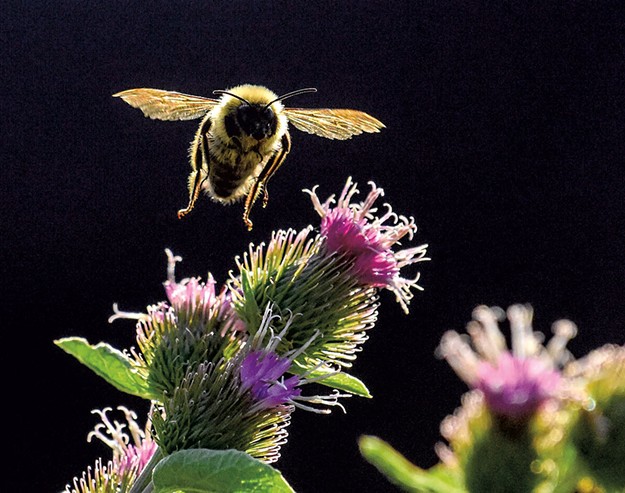Vermont Pollinators