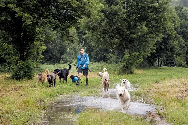 Dog Camps Offer Training and Off-Leash Adventures to Eager Pups - Vimarsana News