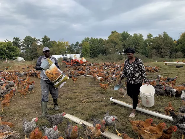 Vermont Foodbank Project Supports Farmers in Producing African Corn and Halal Chicken - Vimarsana News