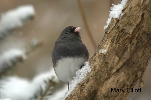 Christmas Bird Count - Vimarsana News