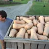 Eric Rozendaal with his butternut squash at Rockville Market Farm in Starksboro Eric Rozendaal with his butternut squash at Rockville Market Farm in Starksboro