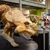 Dinos and Disasters: Fairbanks Museum Explores Extinction