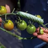 A hornworm on a tomato plant at Arbor Farmstead A hornworm on a tomato plant at Arbor Farmstead