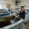 John Brawley with his shrimp nursery tanks John Brawley with his shrimp nursery tanks