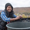 Krista Scruggs harvesting grapes in Huntington for her ZAFA Wines
