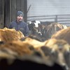 Vermont's Last Dairy Farmer-Lawmaker Is Selling His Cows