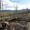 A clear-cut in the Green Mountain National Forest near Rochester A clear-cut in the Green Mountain National Forest near Rochester