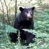 Black bear