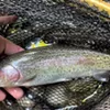 Eagle Lake rainbow trout Eagle Lake rainbow trout