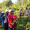 New Americans Join in Shelburne Grape Harvest
