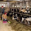 Some Lawmakers Say Vermont Should Consider a Milk-Price Premium to Help Struggling Dairy Farmers