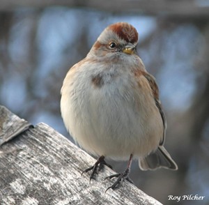 American Tree Sparrow - Uploaded by reenyb