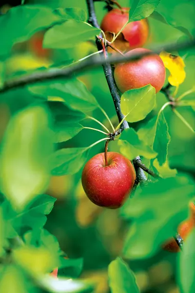 agriculture1-5.jpg
