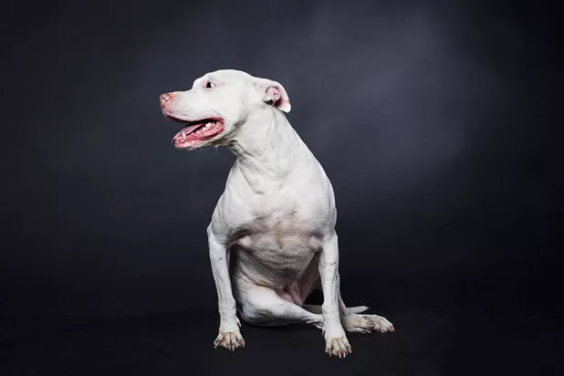 juddlamphere-olddogs-8.jpg