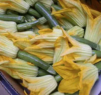 Zucchini Blossems