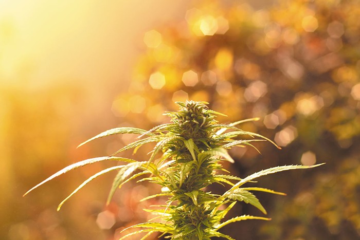 How to grow potent outdoor weed