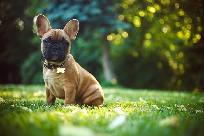 The French bulldog is the 4th most popular dog in the U.S. It should not be.