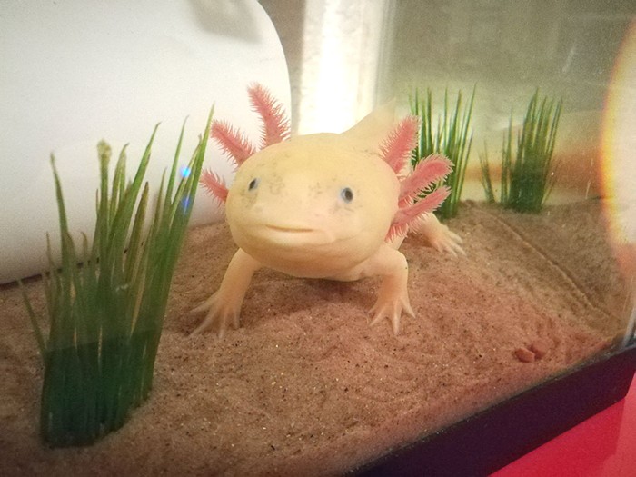 What Are Axolotls And Why Am I Suddenly Obsessed Features The Stranger