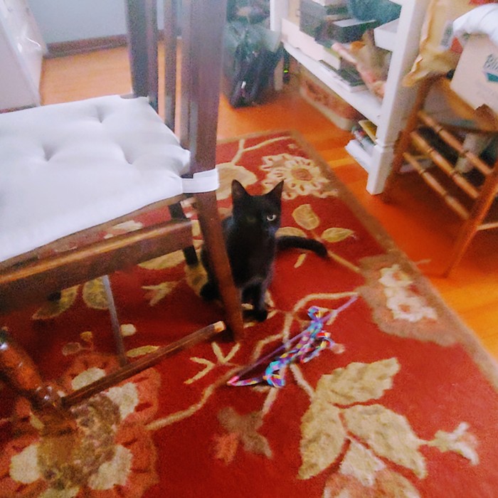 Black cat with one of his beloved objects... Black cat with one of his beloved objects...