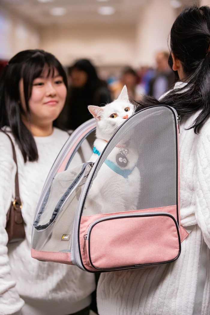 Cease Doom-Scrolling and Have a look at These Photographs from Seattle’s Largest Cat Conference 6 img 9908